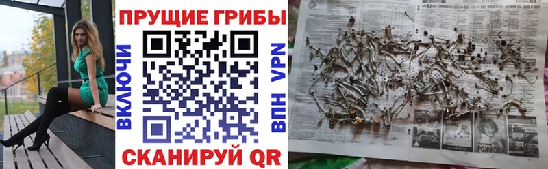 Галлюциногенные грибы Cubensis сколько стоит Нытва